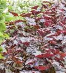 Garten-Silberglöckchen - Heuchera micrantha 'Palace Purple'