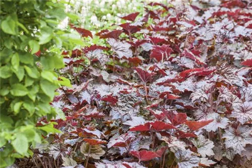 Garten-Silberglöckchen - Heuchera micrantha 'Palace Purple'