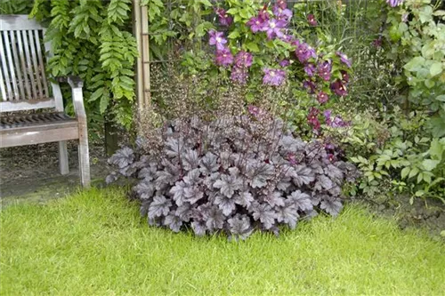 Garten-Silberglöckchen - Heuchera micrantha 'Palace Purple'