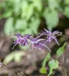 Großblütige Garten-Elfenblume - Epimedium grandiflorum 'Lilafee'