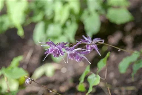 Großblütige Garten-Elfenblume - Epimedium grandiflorum 'Lilafee'