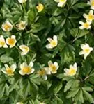 Busch-Windröschen - Anemone nemorosa