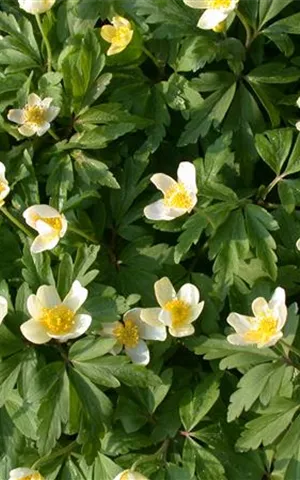 Anemone nemorosa