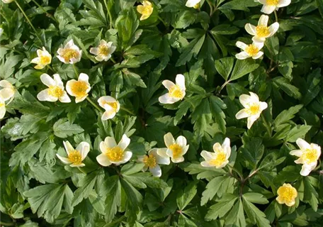 Anemone nemorosa - Busch-Windröschen