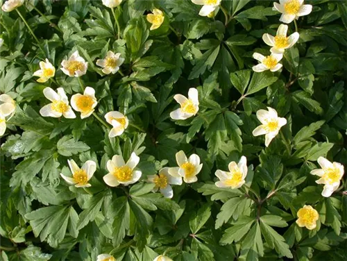 Busch-Windröschen - Anemone nemorosa