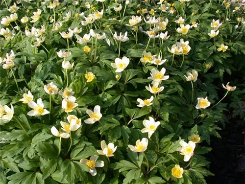 Busch-Windröschen - Anemone nemorosa