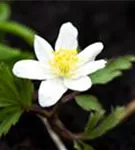 Busch-Windröschen - Anemone nemorosa