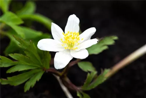 Busch-Windröschen - Anemone nemorosa