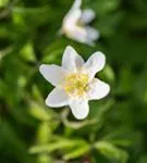 Busch-Windröschen - Anemone nemorosa