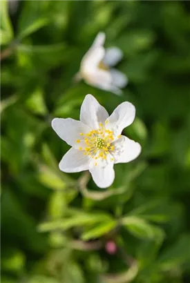 Busch-Windröschen - Anemone nemorosa