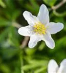 Busch-Windröschen - Anemone nemorosa