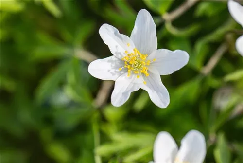 Busch-Windröschen - Anemone nemorosa