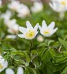 Busch-Windröschen - Anemone nemorosa