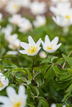 Busch-Windröschen - Anemone nemorosa