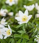 Busch-Windröschen - Anemone nemorosa