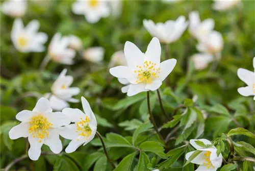 Busch-Windröschen - Anemone nemorosa