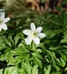 Busch-Windröschen - Anemone nemorosa