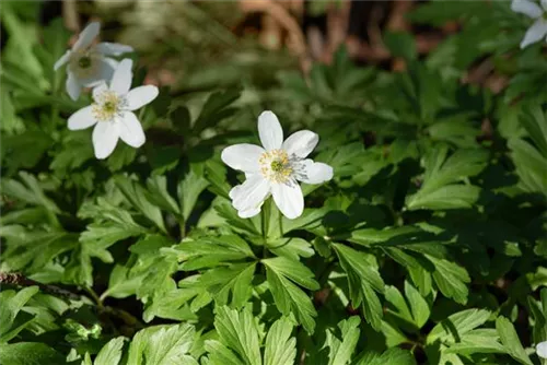 Busch-Windröschen - Anemone nemorosa