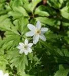 Busch-Windröschen - Anemone nemorosa