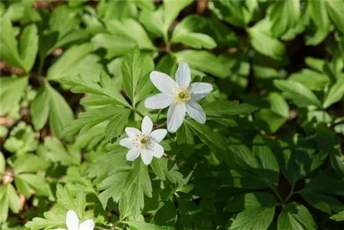 Busch-Windröschen - Anemone nemorosa