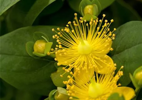 Hypericum calycinum 'Rose von Sharon' - Teppich-Johanniskraut