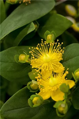 Teppich-Johanniskraut - Hypericum calycinum 'Rose von Sharon'