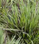 Behaarte Garten-Hainsimse - Luzula pilosa 'Igel'