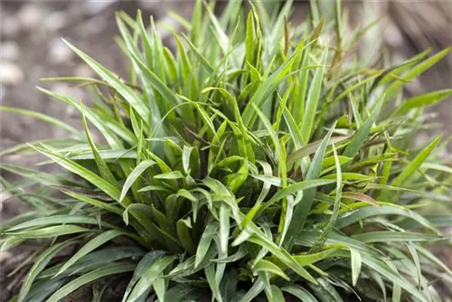 Behaarte Garten-Hainsimse - Luzula pilosa 'Igel'