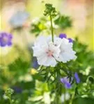 Garten-Moschus-Malve - Malva moschata 'Alba'