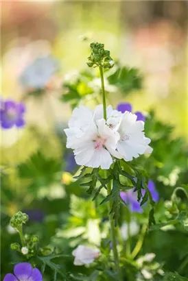 Garten-Moschus-Malve - Malva moschata 'Alba'