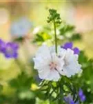 Garten-Moschus-Malve - Malva moschata 'Alba'