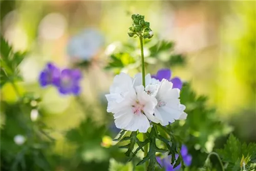 Garten-Moschus-Malve - Malva moschata 'Alba'