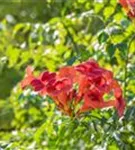 Trompetenblume 'Flamenco' - Campsis radicans 'Flamenco'