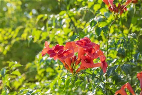 Trompetenblume 'Flamenco' - Campsis radicans 'Flamenco'