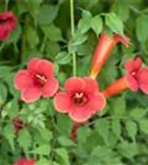 Trompetenblume 'Flamenco' - Campsis radicans 'Flamenco'