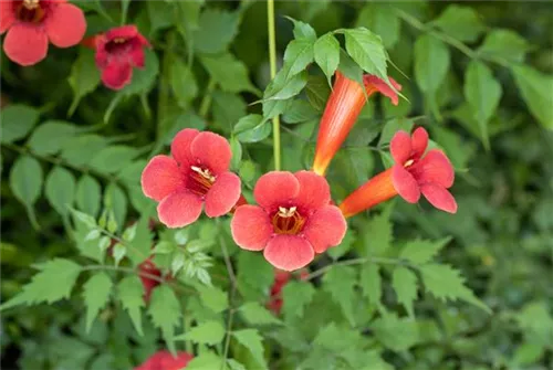 Trompetenblume 'Flamenco' - Campsis radicans 'Flamenco'