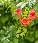 Trompetenblume 'Flamenco' - Campsis radicans 'Flamenco'