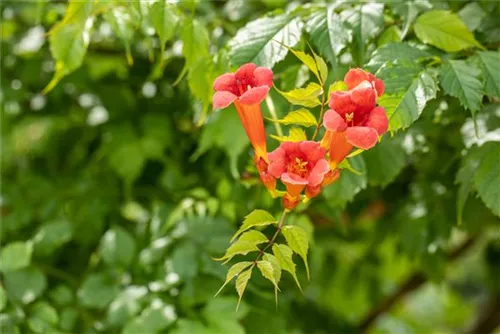 Trompetenblume 'Flamenco' - Campsis radicans 'Flamenco'