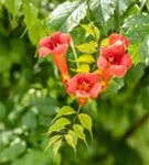 Trompetenblume 'Flamenco' - Campsis radicans 'Flamenco'