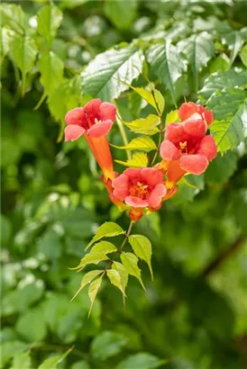 Trompetenblume 'Flamenco' - Campsis radicans 'Flamenco'