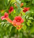 Trompetenblume 'Flamenco' - Campsis radicans 'Flamenco'