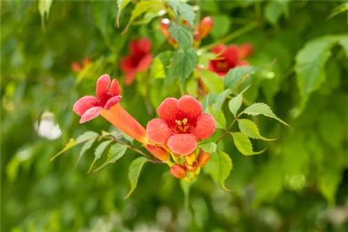 Trompetenblume 'Flamenco' - Campsis radicans 'Flamenco'