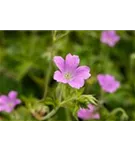 Oxford-Garten-Storchschnabel - Geranium x oxonianum 'Claridge Druce'