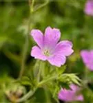 Oxford-Garten-Storchschnabel - Geranium x oxonianum 'Rose Clair'