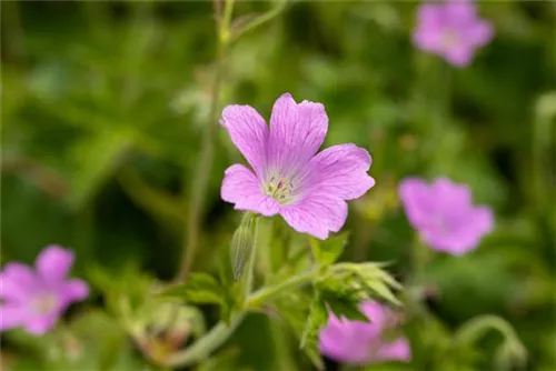 Oxford-Garten-Storchschnabel - Geranium x oxonianum 'Claridge Druce'