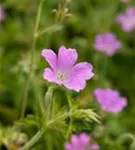 Oxford-Garten-Storchschnabel - Geranium x oxonianum 'Rose Clair'