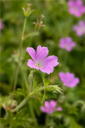 Oxford-Garten-Storchschnabel - Geranium x oxonianum 'Rose Clair'