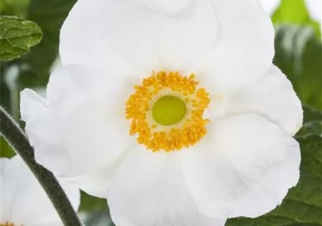 Anemone sylvestris - Wald-Windröschen