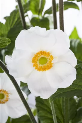 Wald-Windröschen - Anemone sylvestris