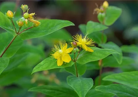 Hypericum perforatum - Tüpfel-Johanniskraut